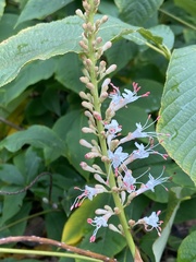 Aesculus parviflora