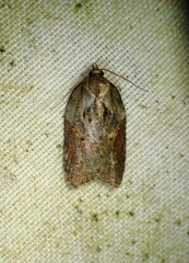 Acleris