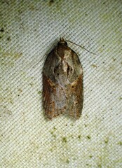 Acleris