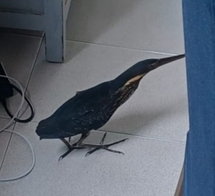 Ixobrychus flavicollis