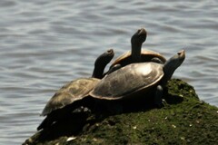 Malaclemys terrapin terrapin