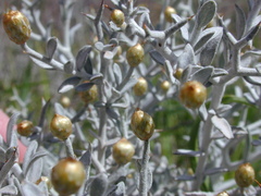 Acanthocladium dockeri