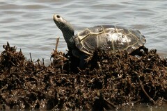 Malaclemys terrapin terrapin