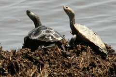 Malaclemys terrapin terrapin