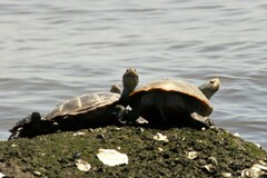 Malaclemys terrapin terrapin