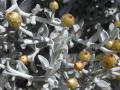 Acanthocladium dockeri