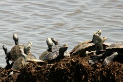 Malaclemys terrapin terrapin