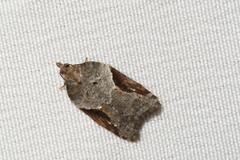 Acleris macdunnoughi