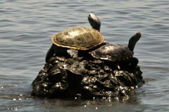 Malaclemys terrapin terrapin