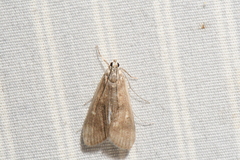 Parapoynx maculalis