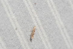 Phyllonorycter nipigon