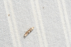 Phyllonorycter nipigon