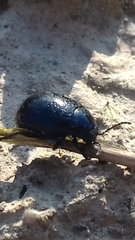 Chrysolina haemoptera