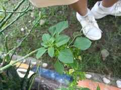 Acalypha indica
