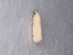 Earias paralella