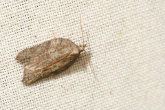 Acleris effractana