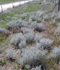 Acanthocladium dockeri