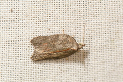 Acleris effractana