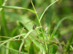 Ceratina