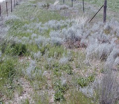 Acanthocladium dockeri