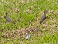 Charadriiformes