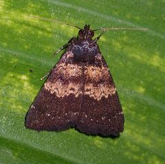 Hydrillodes lentalis