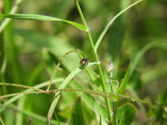 Ceratina