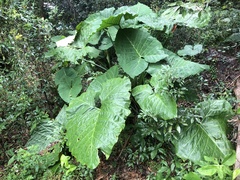 Xanthosoma robustum