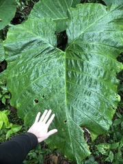 Xanthosoma robustum