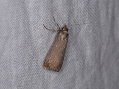 Tathorhynchus fallax