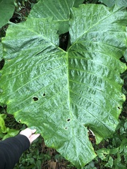 Xanthosoma robustum