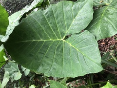 Xanthosoma robustum