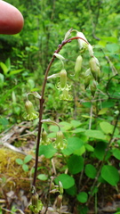 Anticlea occidentalis