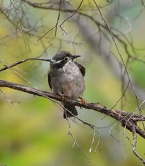 Melithreptus brevirostris