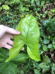 Syngonium podophyllum