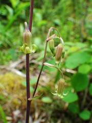Anticlea occidentalis