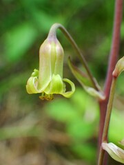 Anticlea occidentalis