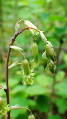 Anticlea occidentalis