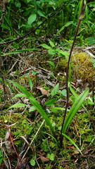 Anticlea occidentalis