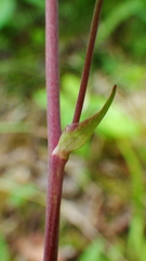 Anticlea occidentalis