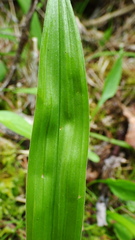 Anticlea occidentalis