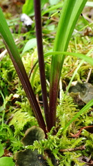 Anticlea occidentalis