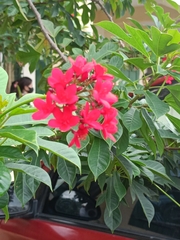 Jatropha integerrima
