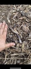Digaster longmani