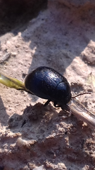 Chrysolina haemoptera