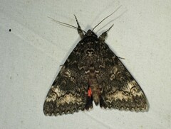 Catocala briseis