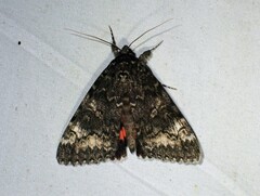 Catocala briseis