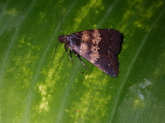 Hydrillodes lentalis