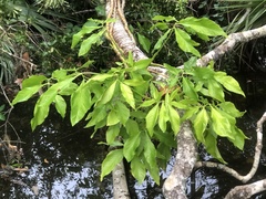Syngonium podophyllum