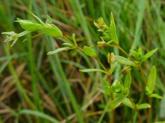 Stellaria humifusa